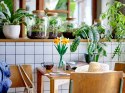 LEGO BOTANICALS 40747 Żonkile